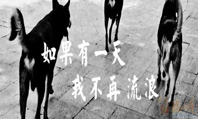 2019年國家公務(wù)員考試申論熱點：流浪犬管理考驗社會管理水平